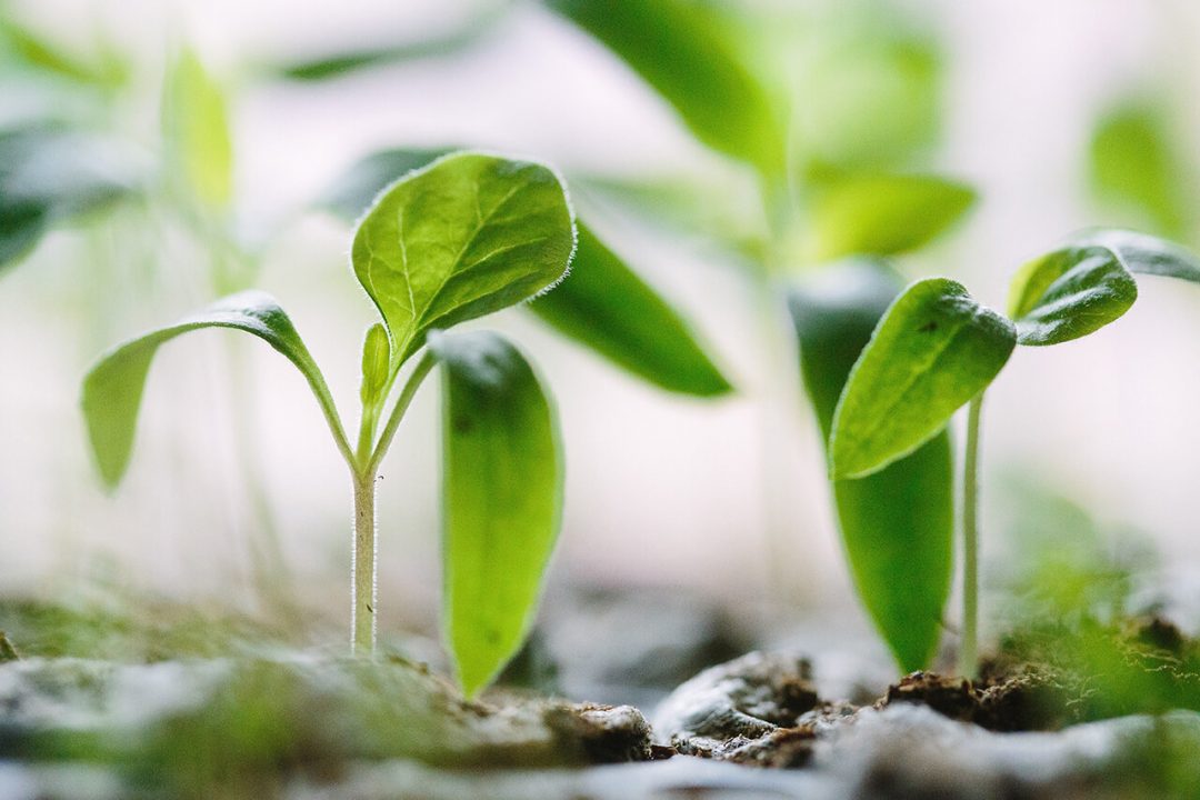 Plant New Trees
